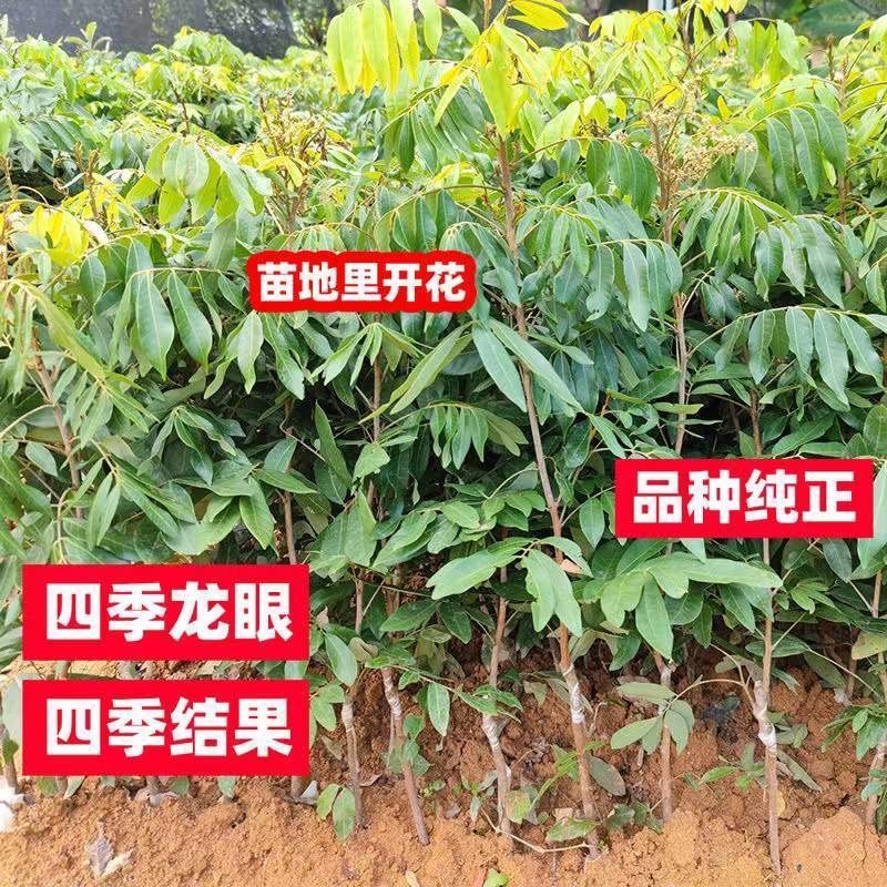 广西龙眼嫁接苗品质保证各种规格都有诚信合作