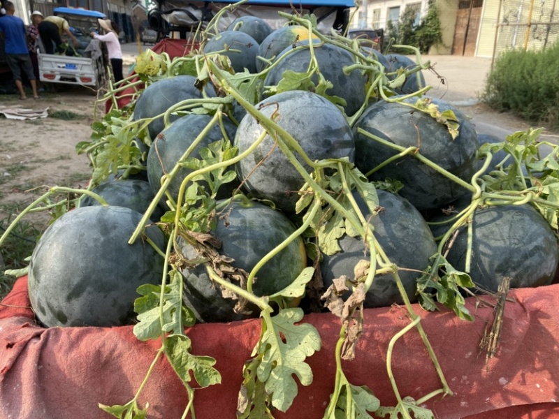 黑皮无籽产地直供一手货源品质保证质量三包