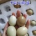 山东德州七彩山鸡蛋