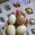 山东德州七彩山鸡蛋
