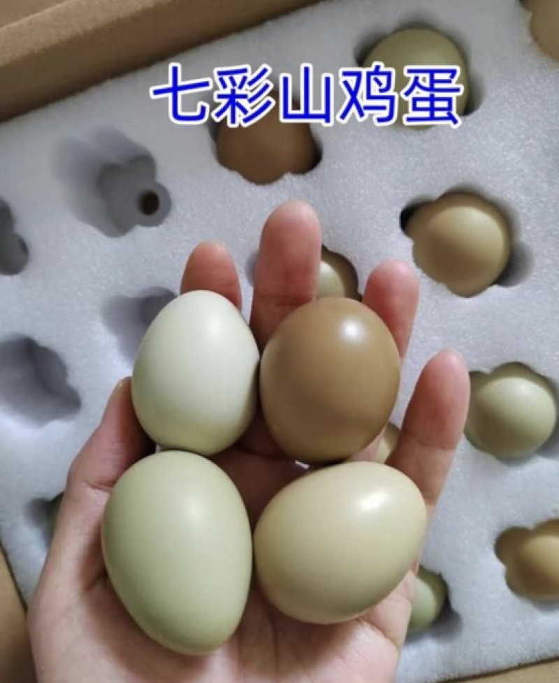 山东德州七彩山鸡蛋