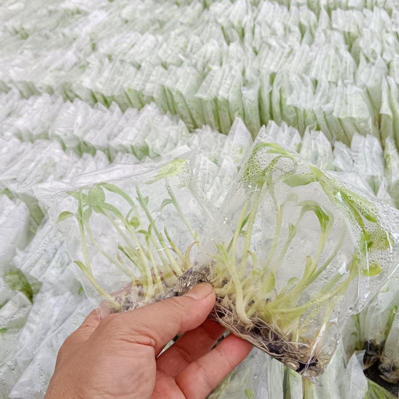 香蕉袋子苗红香蕉/威廉斯/天宝/红皮规格齐全，技术指导