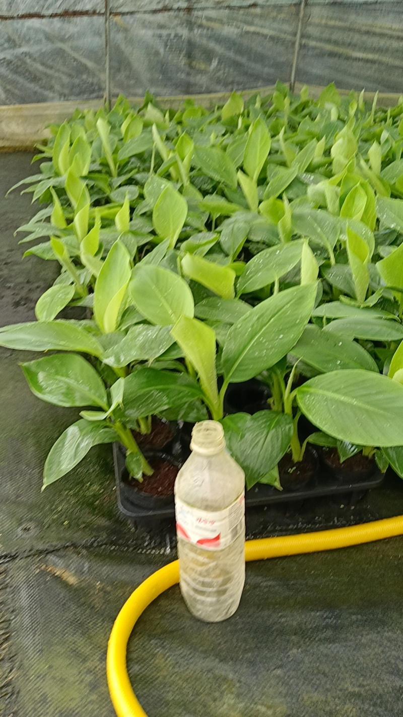 香蕉袋子苗红香蕉/威廉斯/天宝/红皮规格齐全，技术指导