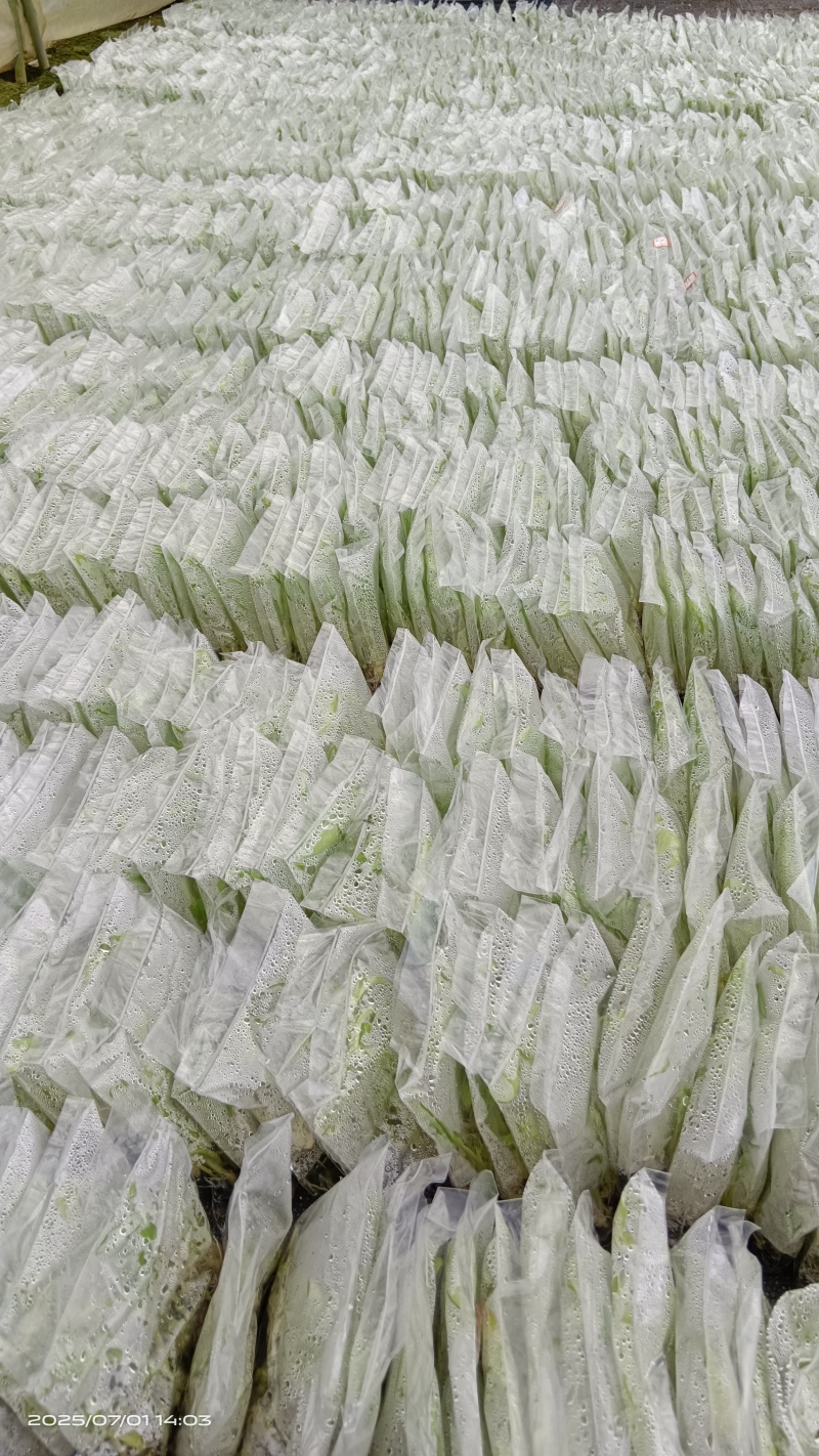 香蕉袋子苗红香蕉/威廉斯/天宝/红皮规格齐全，技术指导