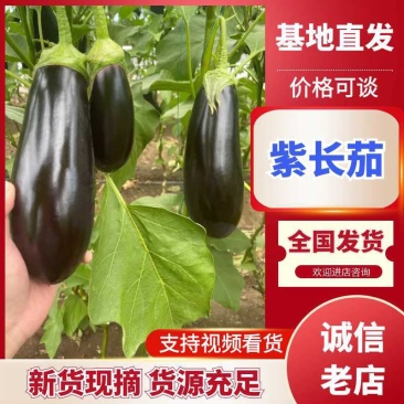 【实力】内蒙古赤峰长茄子/精品紫长茄产地发货量大优惠