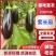 【实力】内蒙古赤峰长茄子/精品紫长茄产地发货量大优惠