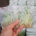 香蕉袋子苗红香蕉/威廉斯/天宝/红皮规格齐全，技术指导