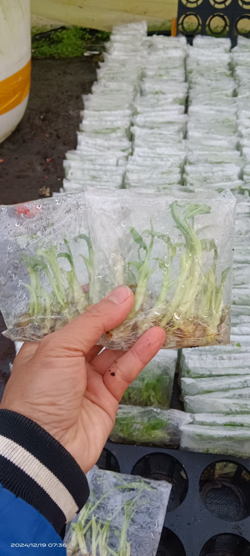 香蕉袋子苗红香蕉/威廉斯/天宝/红皮规格齐全，技术指导
