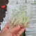 香蕉袋子苗红香蕉/威廉斯/天宝/红皮规格齐全，技术指导