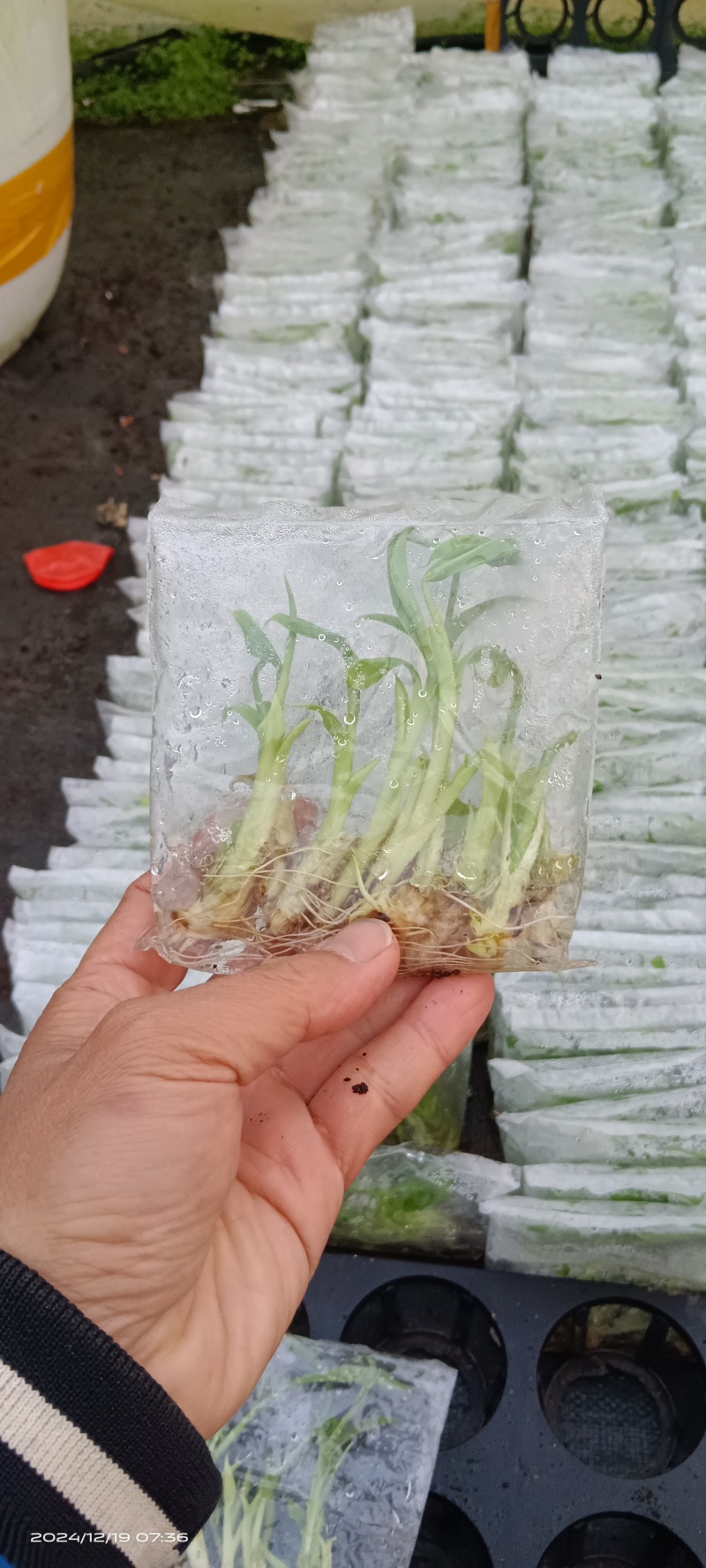 香蕉袋子苗红香蕉/威廉斯/天宝/红皮规格齐全，技术指导