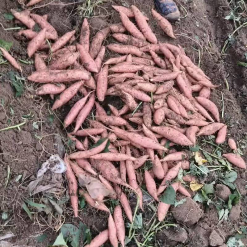 红薯烟薯25基地直发货源充足量大从优欢迎来电