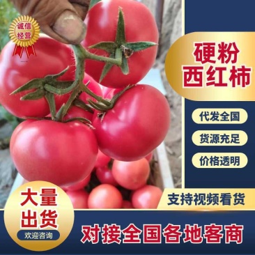 内蒙古西红柿硬粉西红柿大棚西红柿产地发货质量保证货源稳定