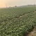 红薯烟薯25基地直发货源充足量大从优欢迎来电