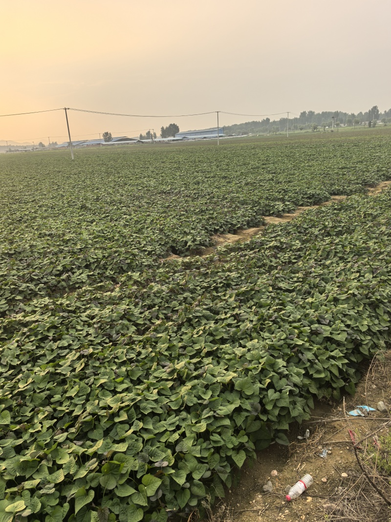 红薯烟薯25基地直发货源充足量大从优欢迎来电