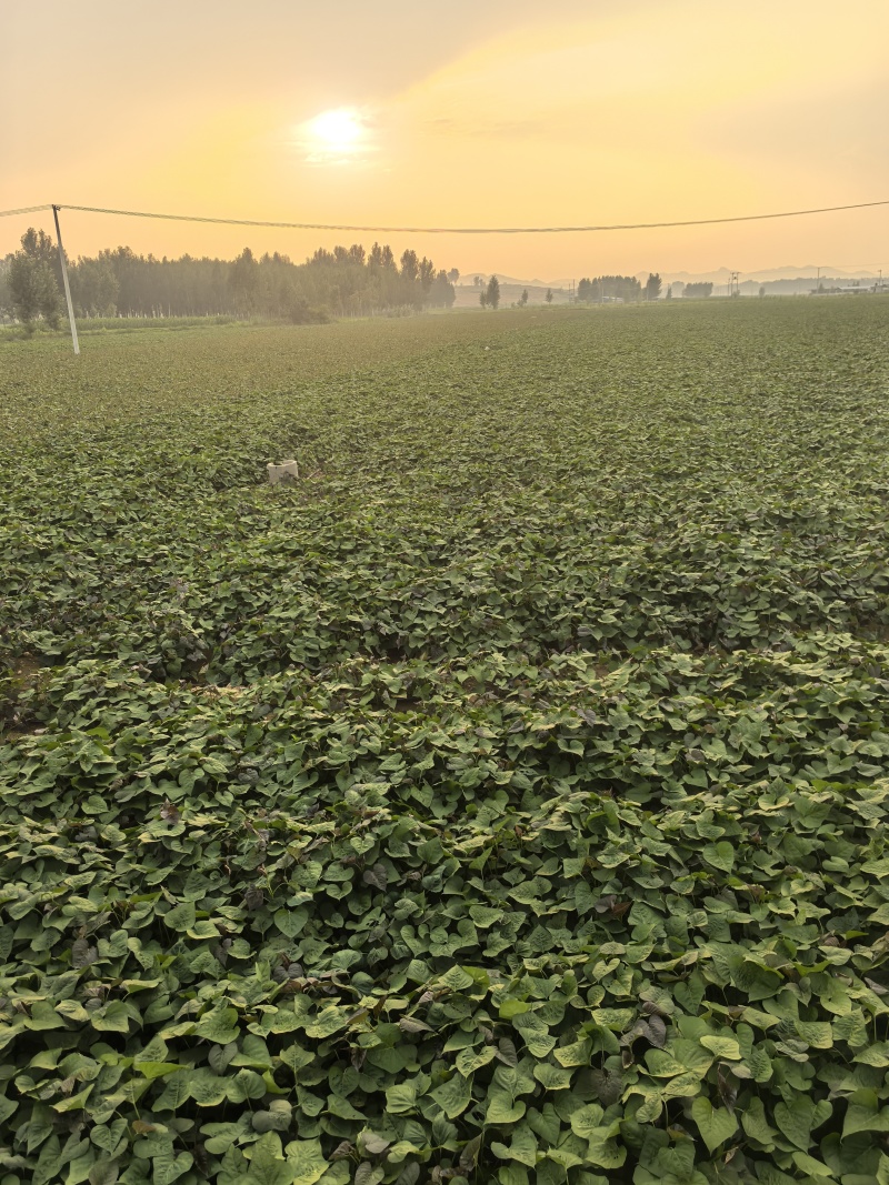 红薯烟薯25基地直发货源充足量大从优欢迎来电