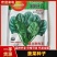 耐热菠菜种子，产量高，方便收获，耐运输，尊称为直立耐热王