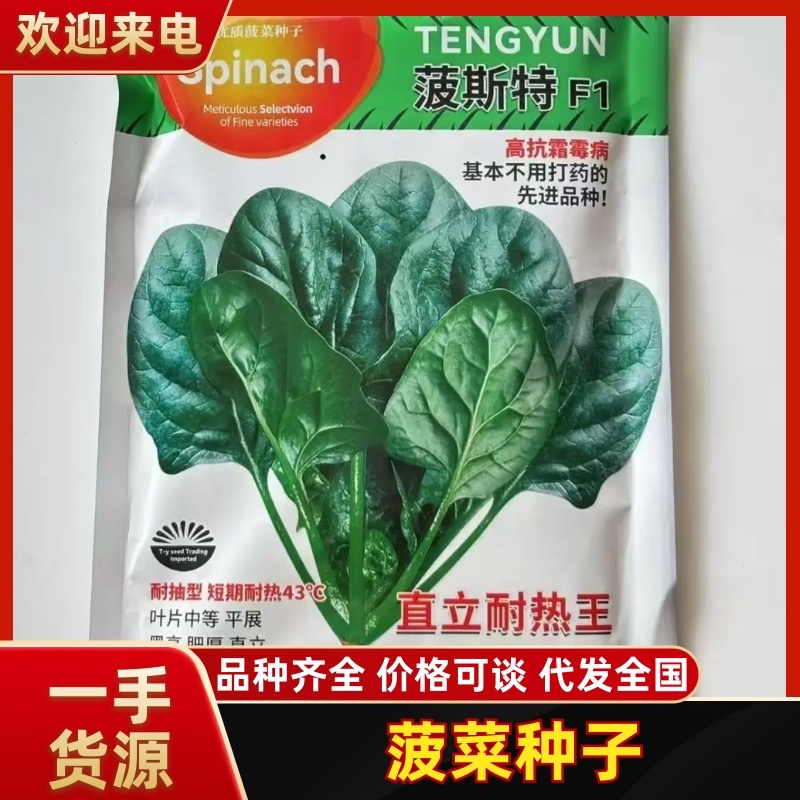 耐热菠菜种子，产量高，方便收获，耐运输，尊称为直立耐热王