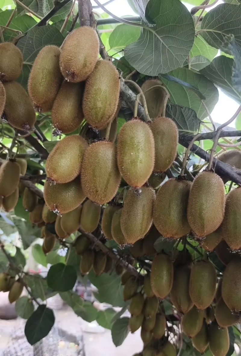 湖南湘西吉首凤凰县产区米良1号开始出货货源充足，量大从优