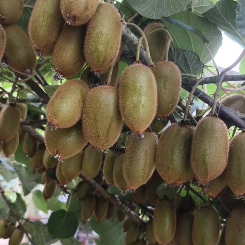 湖南湘西吉首凤凰县产区米良1号开始出货货源充足，量大从优