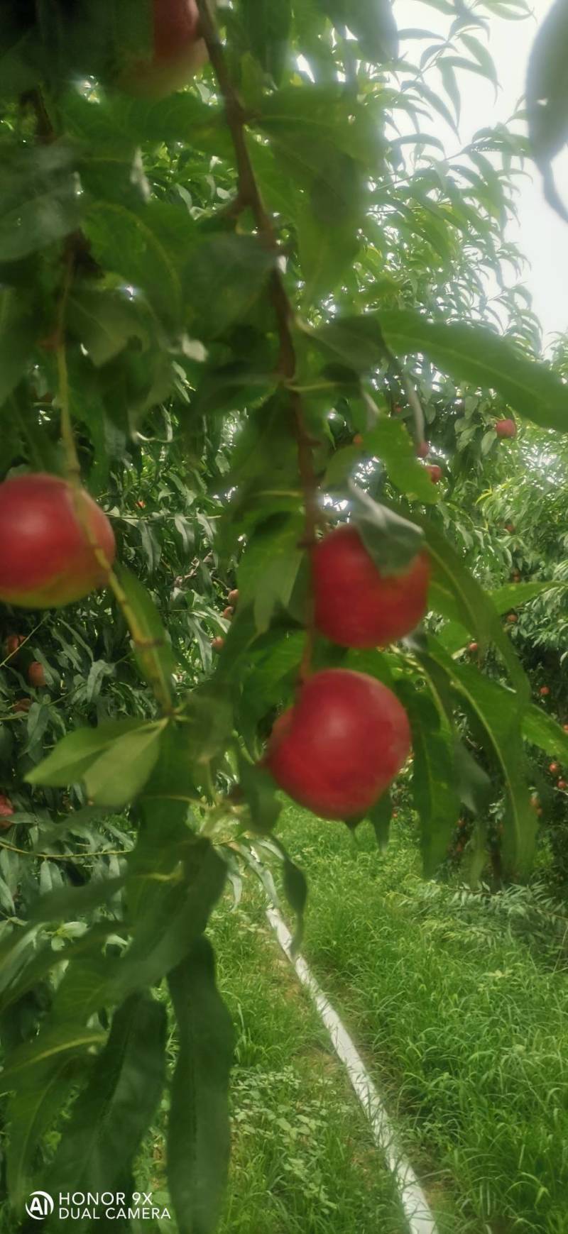 珍珠枣油桃3号