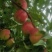 珍珠枣油桃3号