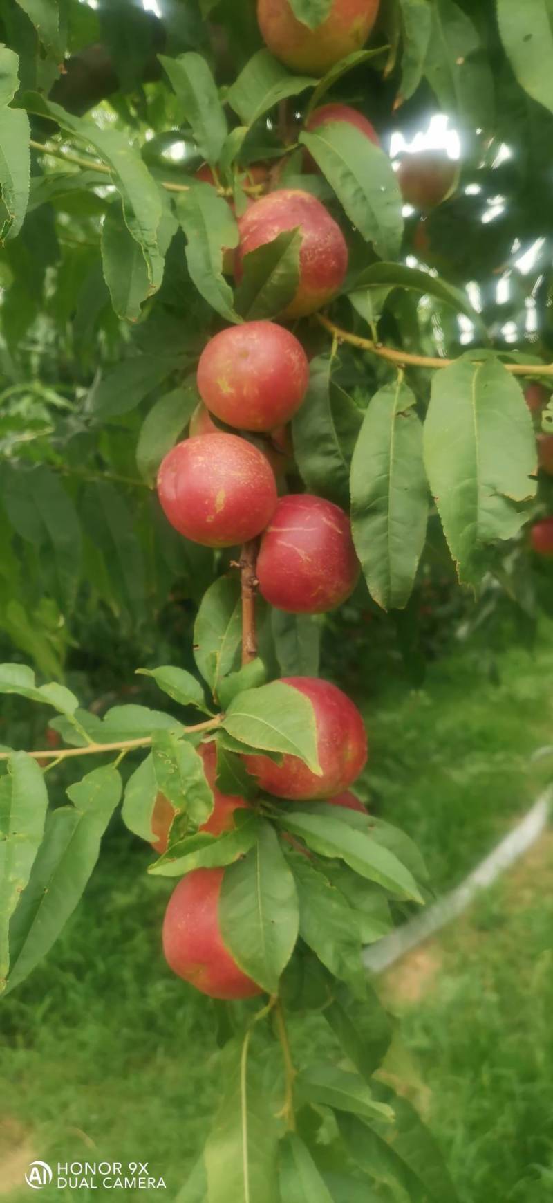 珍珠枣油桃3号