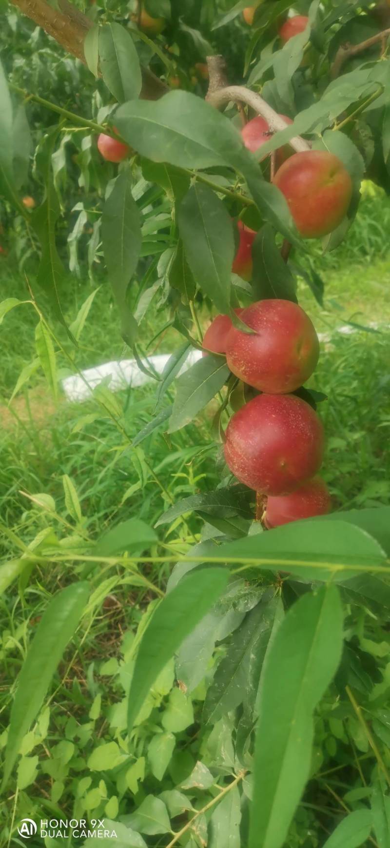 珍珠枣油桃3号
