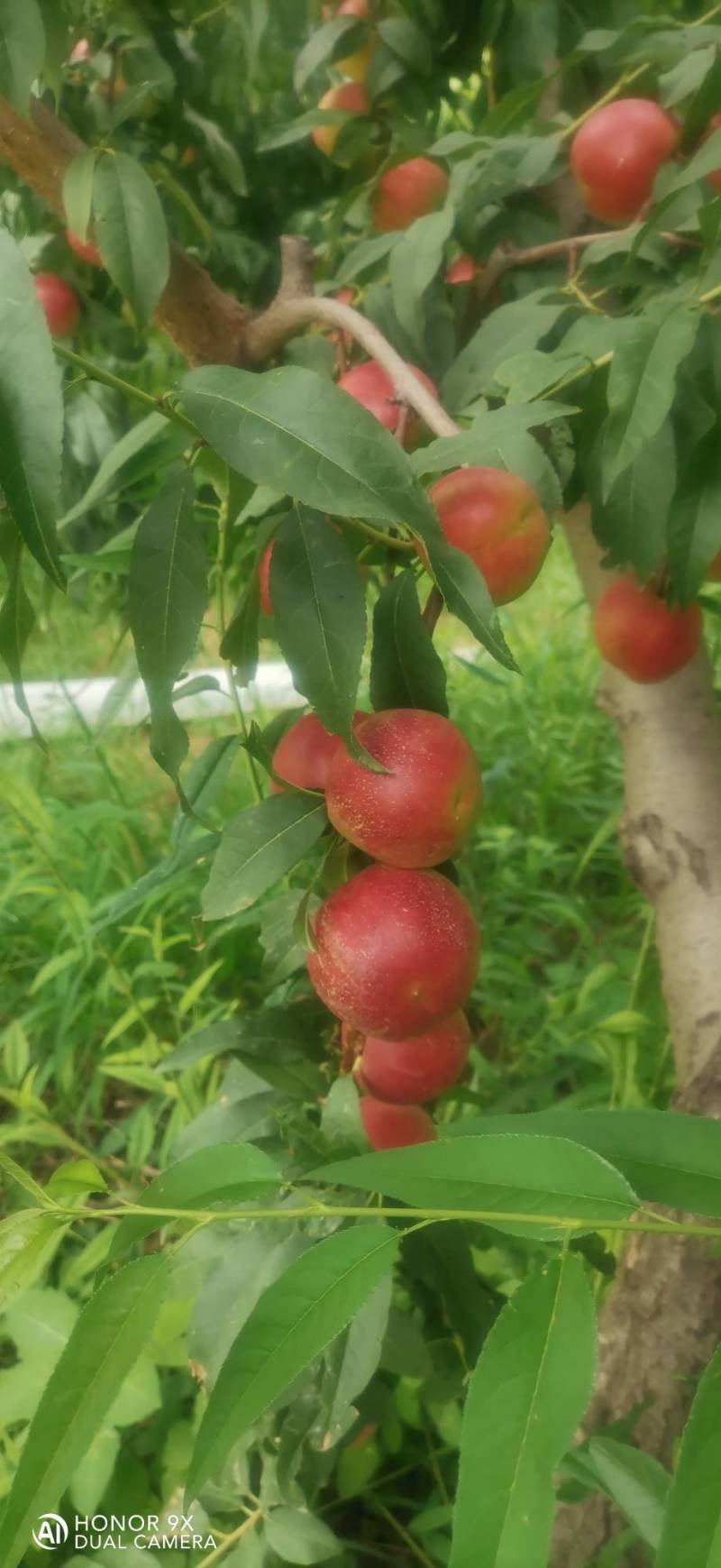 珍珠枣油桃3号