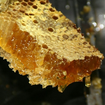 大巴山森林土蜂蜜一年采一次