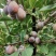 法兰西梅
