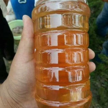 山东特产土蜂蜜货源充足保质保量欢迎电话联系