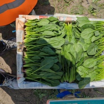 黑龙江菠菜，大叶菠菜，小叶菠菜，大量