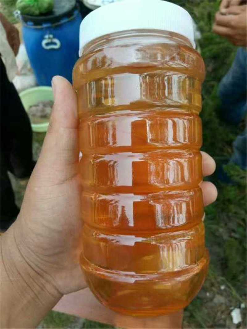 山东特产土蜂蜜货源充足保质保量欢迎电话联系