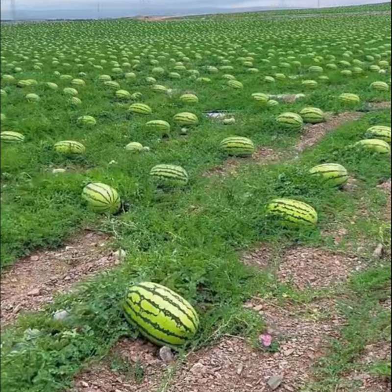 宁夏硒砂瓜