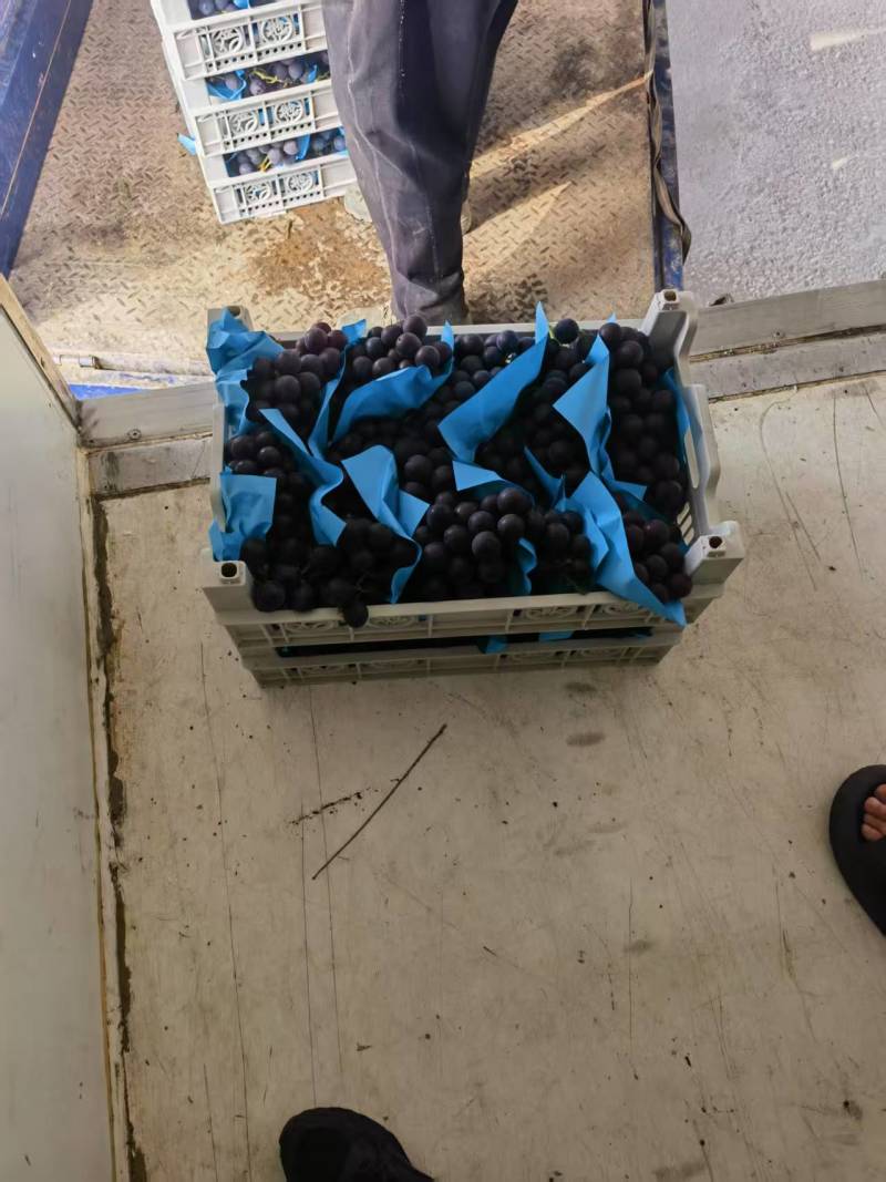 慈溪市巨峰葡萄，饱满味甜，大量上市中，官方直营源头货源
