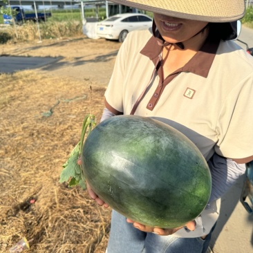 淮南头茬黑美人精品