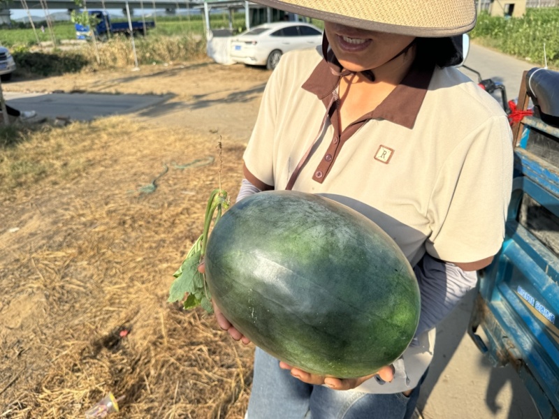 淮南头茬黑美人精品