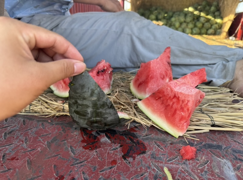 淮南头茬黑美人精品