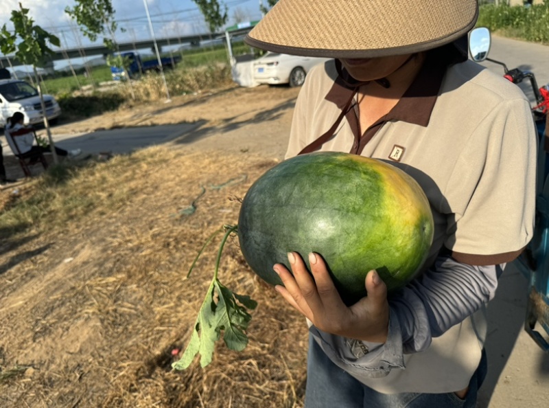 淮南头茬黑美人精品
