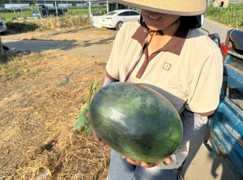 淮南头茬黑美人精品