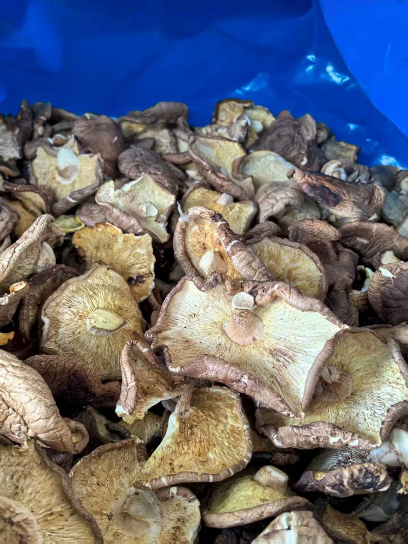 香菇大片干香菇大量有货基地直供品质优可对接市场欢迎咨询