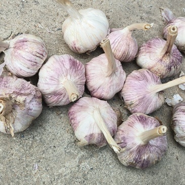 紫头蒜早熟四六公分