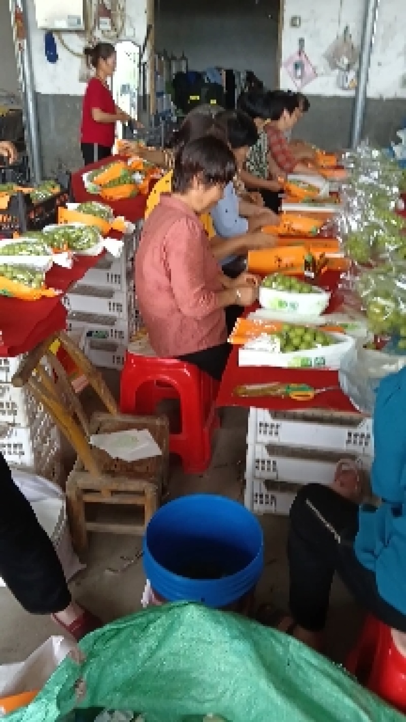 阳光玫瑰现采现摘，代发全国