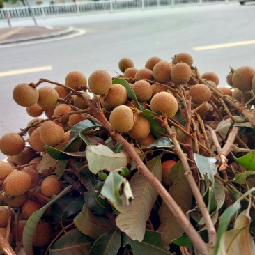 龙眼零售