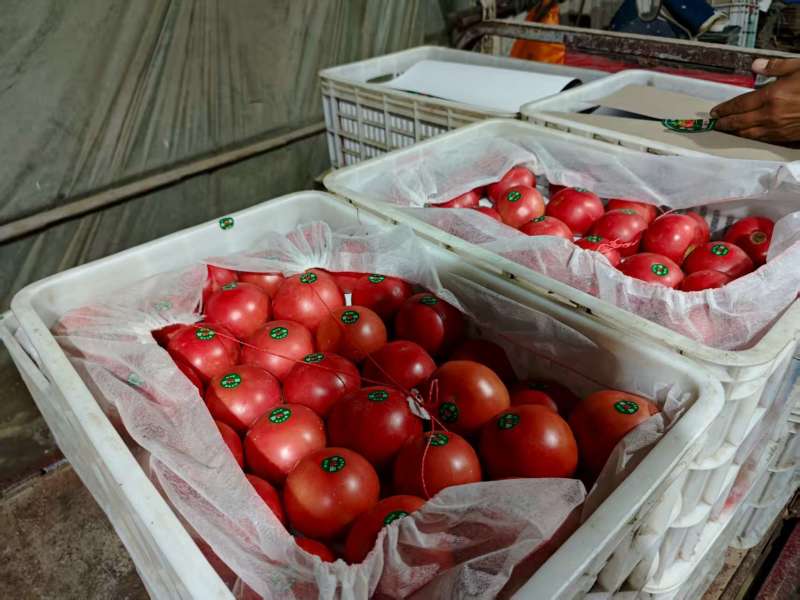 山东菏泽，定陶黄店西红柿大量现货电商超市市场都有，