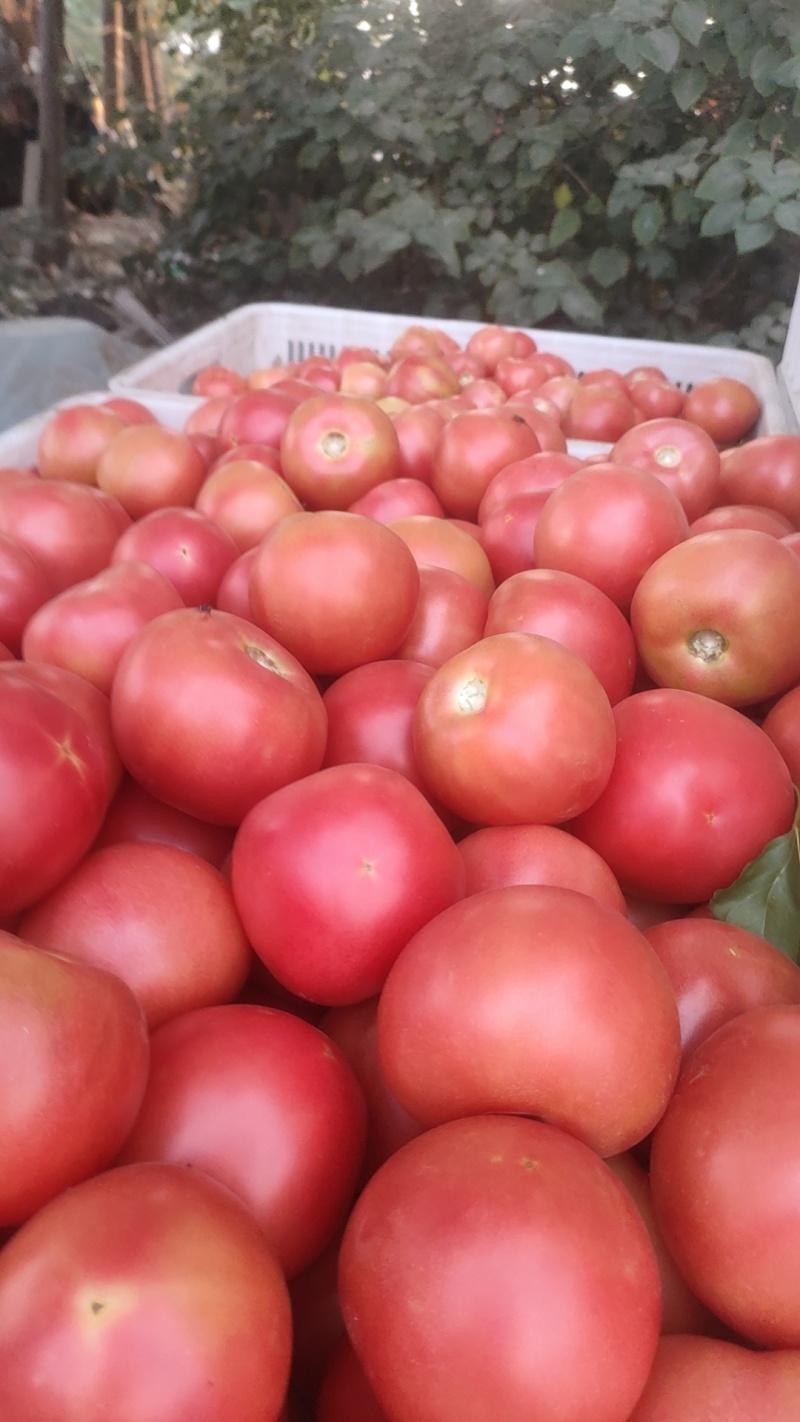 山东菏泽，定陶黄店西红柿大量现货电商超市市场都有，