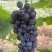夏黑葡萄