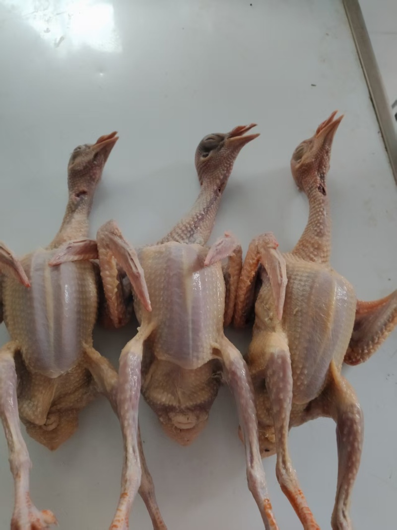 乳鸽大量有货，量大优惠欢迎新老客户前来合作