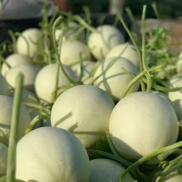 精品蜜瓜白兰瓜，冰激凌玉菇地头直发，甜度23