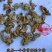 芝麻花干花中药材芝麻花